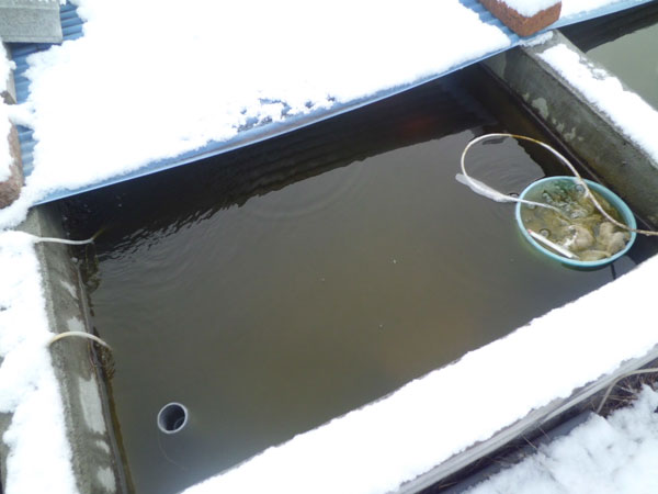 雪が積もったたたき池