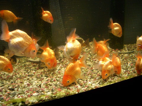 水槽の中の金魚