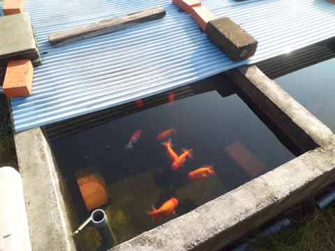 金魚の冬眠 冬支度 屋外飼育で水温が１０ を切ったら冬眠準備 ポテコ金魚水族館