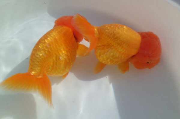 らんちゅう稚魚の褪色 色替わり 繁殖 ポテコ金魚水族館